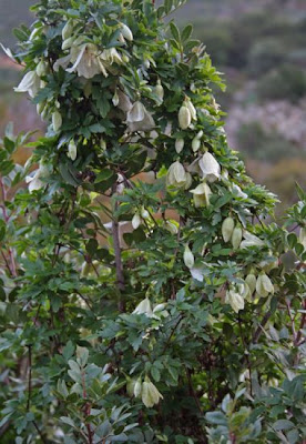 Clematis cirrhosa L.