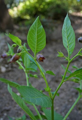 Belladonna Belladonna