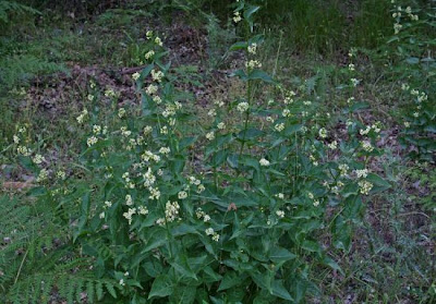 Vincetoxicum hirundinaria Medicus