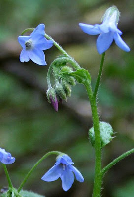 Dwarf borage