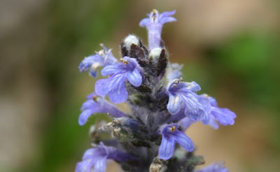 Ajuga reptans L.