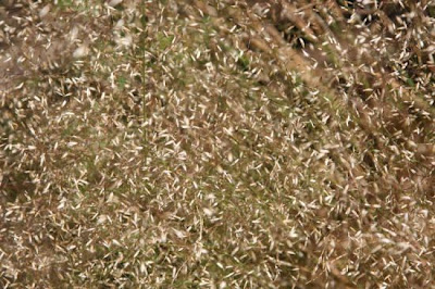 Crinkled hair grass Crinkled hair grass