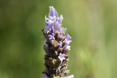 French lavender