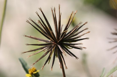Bidens bipinnata L.
