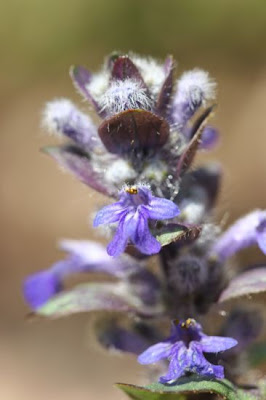Ajuga pyramidalis L.