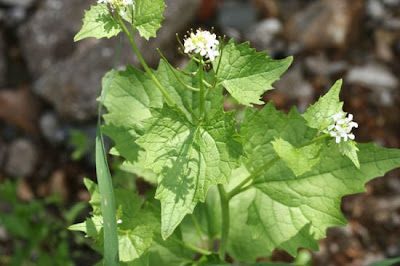 Garlic-mustard