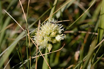 Aglio giallastro