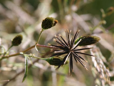 Bidens bipinnata L.