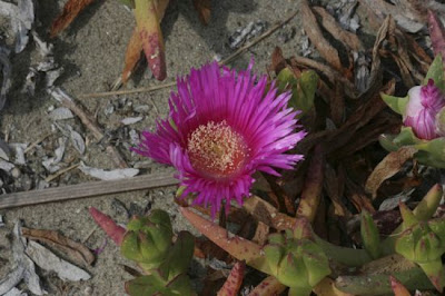 Carpobrotus acinaciformis (L.) L. Bolus