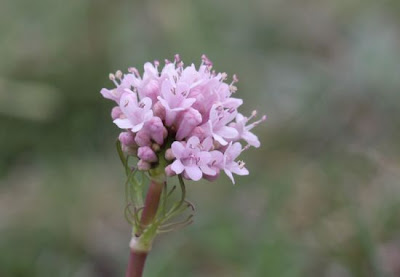 Valeriana tuberosa,
Valerian,
Valeriana tuberosa