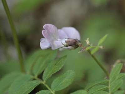 Bush vetch