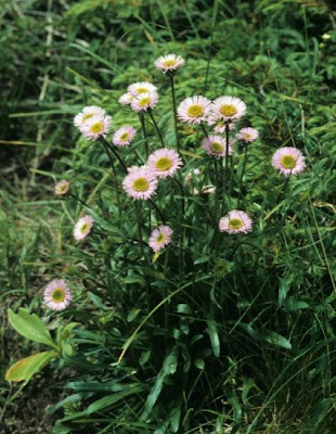 Céspica polimorfa Céspica polimorfa