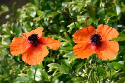 Papaver apulum Ten.