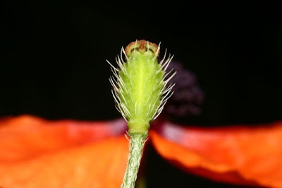 Papaver apulum Ten.
