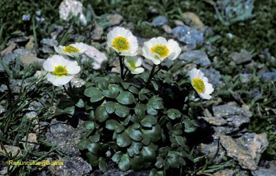 Ranunculus glacialis,
glacier buttercup,
Ranuncolo glaciale