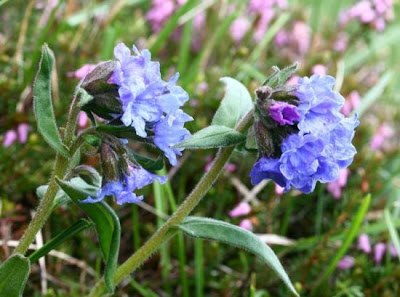 Cowslip lungwort Cowslip lungwort