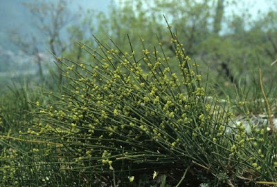 Ephedra helvetica C.A. Meyer