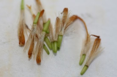 Jacobaea incana,
Senecione biancheggiante