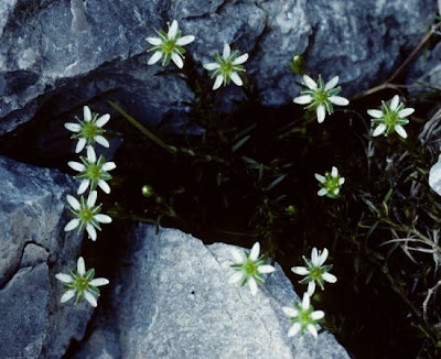 Creeping Sandwort