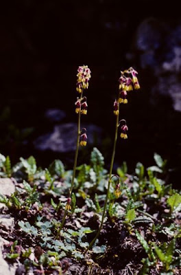 Thalictrum alpinum L.