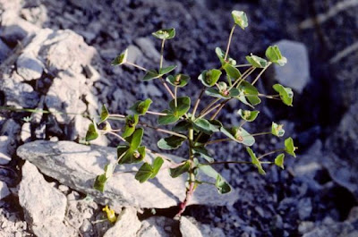 Euphorbia valliniana Belli