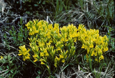 Citiso strisciante