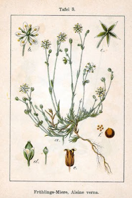 Alsine verna