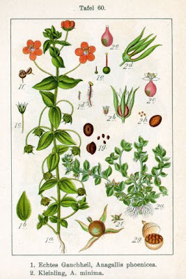 Centonchio minore Centonchio minore
