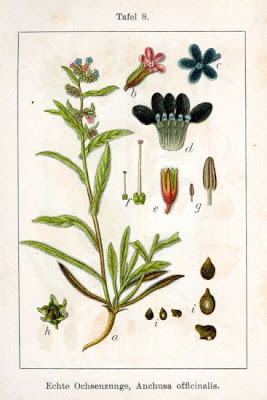 Buglosse officinale Buglosse officinale