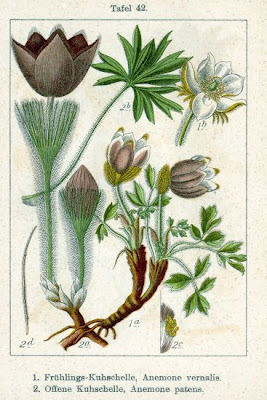 Eastern pasqueflower