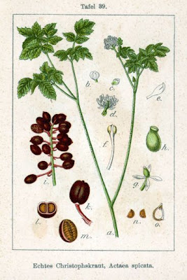 Actaea spicata L.