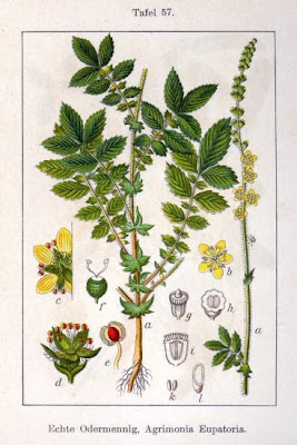 Agrimonia comune Agrimonia comune