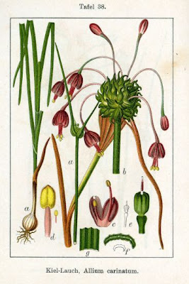 Aglio delle Streghe Aglio delle Streghe