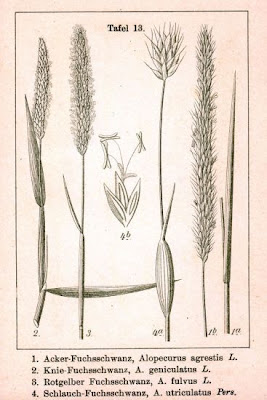 Black grass Black grass