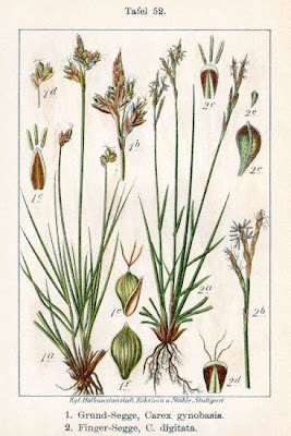 Fingered Sedge Fingered Sedge