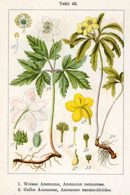 Anemonoides ranunculoides (L.) Holub