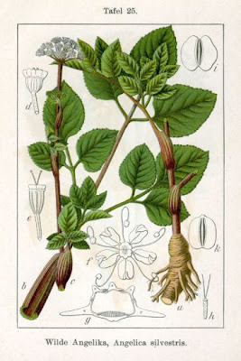 Angelica selvatica Angelica selvatica