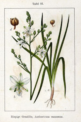 Lilioasfodelo minore Lilioasfodelo minore