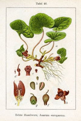 Asarum europaeum L.