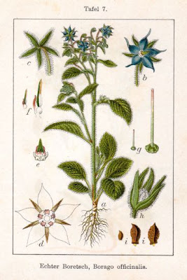 Burrage