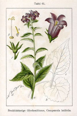 Campanula maggiore Campanula maggiore