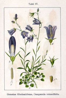 Campanula rotundifolia L.