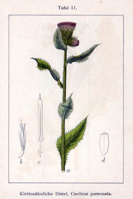 Carduus personata (L.) Jacq.