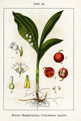 Giglio delle convalli Giglio delle convalli