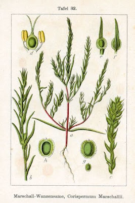 Corispermum marschallii Steven
