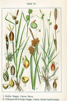 Carex flava L.
