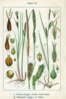 Carex hirta L.