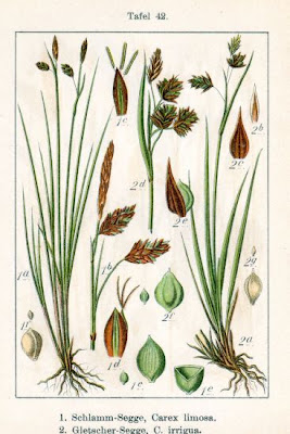 Carex chétif Carex chétif
