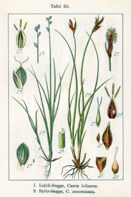 Carex mucronata All.