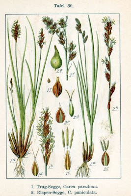 Carex paniculata L.